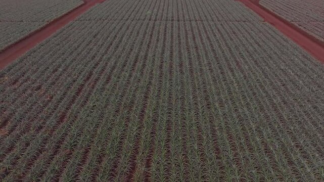 Aerial view of a pineapple plantation on Oahu, Hawaii, showing green plants in neat rows on red soil with intersecting dirt paths in a grid pattern.