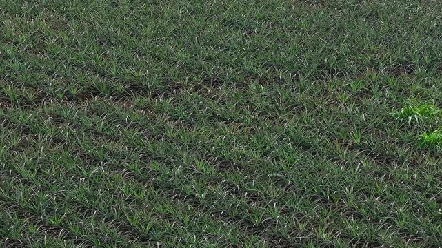 Rows of pineapple plants stretch across a vast plantation on Oahu island. The camera pans over the field, showcasing red soil and lush greenery.