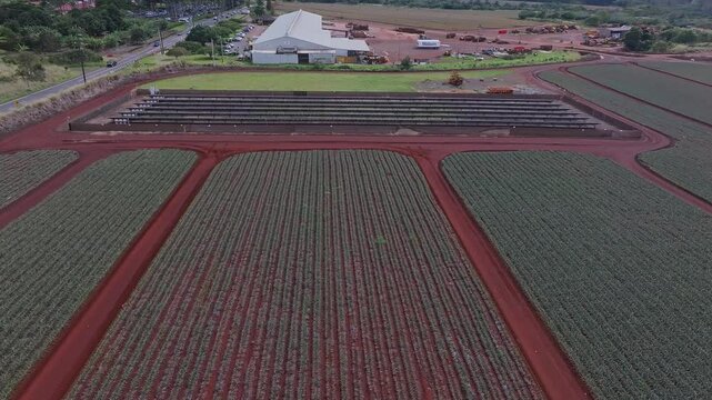 Slow drone flight over Dole pineapple plantation on Oahu, Hawaii, showing rows of crops, red dirt roads, and a large white building in the background.