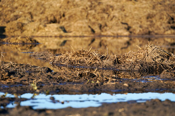 Manure piles on farmland, enriching the soil for future crops