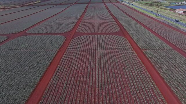 Sweeping drone flight over the Dole pineapple plantation on Oahu, Hawaii, showcasing red soil, pineapple rows, a road, and nearby structures.