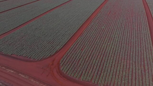 Aerial view of the Dole pineapple plantation on Oahu, Hawaii, with red soil, green crops, solar panels, and smooth camera motion over the fields.