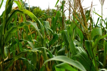close up of corn field in the morning