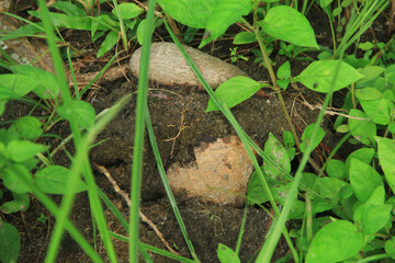 A superior cassava garden ready for harvest is visible during the day