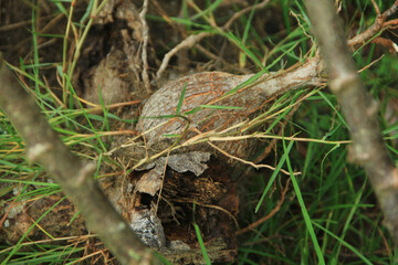 A superior cassava garden ready for harvest is visible during the day
