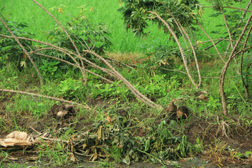 A superior cassava garden ready for harvest is visible during the day