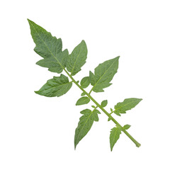 Fresh green tomato leaves branch isolated on transparent background	