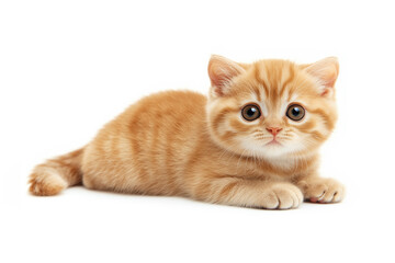 Obraz premium スコティッシュ・フォールドの子ネコ