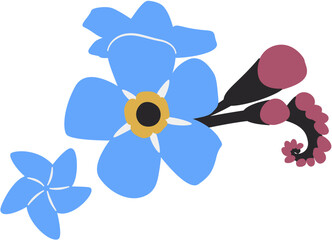 Forget me nots, Myosotis, Scorpion grasses