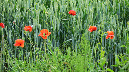 Plants, flowers and environment in nature for growth, sustainability and habitat creation. Wild poppy, blooming and spring time in Denmark countryside for agriculture, farming or green wheat in field