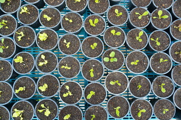 Growing Plant background on black bucket. Closed up green salad vegetable planting on solid soils. Agriculter technology with innovation concept. Top view.