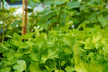 Closed up green leaf of various vegetable inside white plant house. Kale leaves was planted on black bucket. Healthy organic vegetables idea for good health.