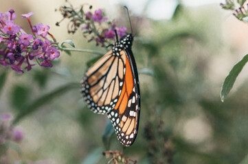 Monarch Butterfly on Flower Pollinator Real Photo