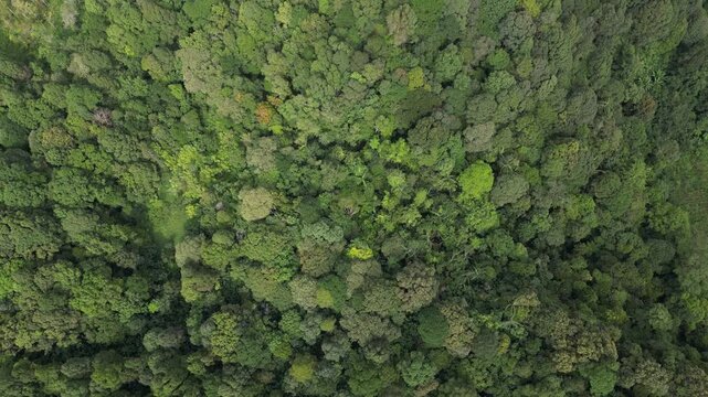 Aerial view of dense forest in the mountains. Beauty seen with various types of trees and colorful leaves that create a beautiful and attractive texture. Reflecting the natural tropical forest.