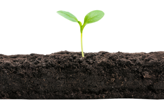 Young sprout in the ground isolated on transparent background