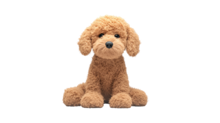 Cute toy poodle puppy sitting with transparent PNG background
