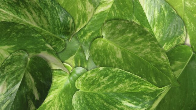 Golden pothos leaves transition on green screen background