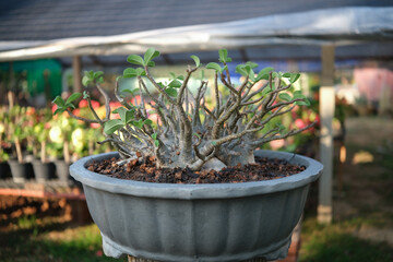 Adenium in pot, is a beautiful Adenium that is suitable for decoration in Thailand.