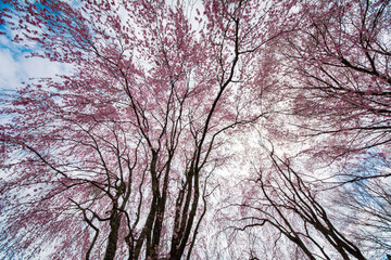 春は旅立ちの季節、ピンクの桜が綺麗に咲く