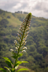 A small wild flower that grows on rocks in the mountains.