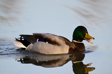 Stockente // Mallard (Anas platyrhynchos) 