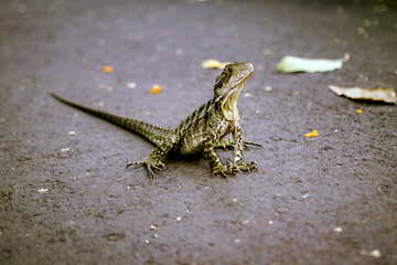 lizard on the path