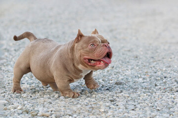 American bully standing and looking on stone ground.
