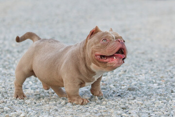 American bully standing and looking on stone ground.