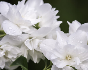 White terry jasmine flowers. Floral background