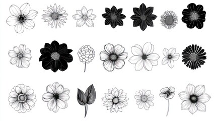 Monochrome flower illustrations; design elements; white background; graphic design