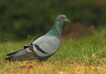 pigeon on grass