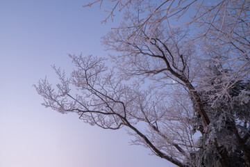 美しい霧氷する木々