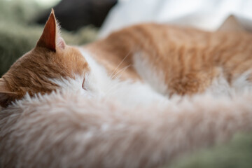 窓辺で眠る可愛い猫　茶トラ白