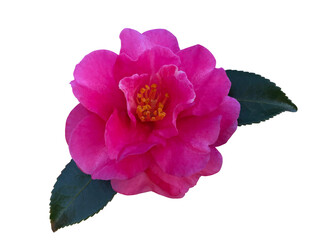 ピンクのさざんかの花