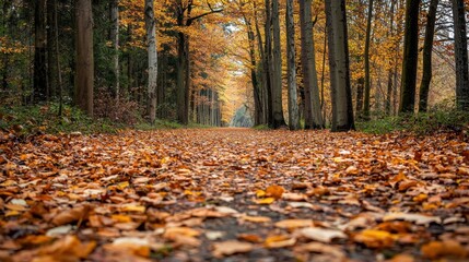 Tranquil Forest Pathway Covered in Colorful Autumn Leaves