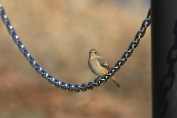 ジョウビタキとチェーン２