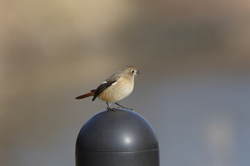 ジョウビタキの右横向き