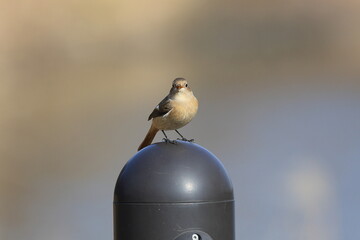 ジョウビタキの右正面向き