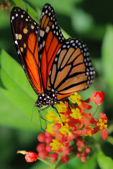 monarch butterfly on flower