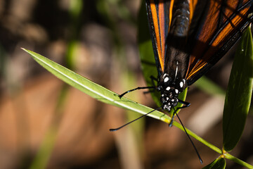 butterfly on a leaf 