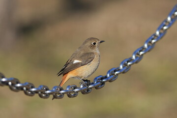 ジョウビタキとチェーン