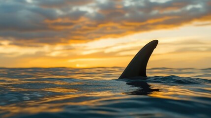 Fototapeta premium Shark Fin Emerging from Ocean at Sunset in Calm Waters