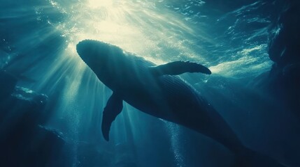 Naklejka premium Majestic whale silhouetted against sunbeams underwater.