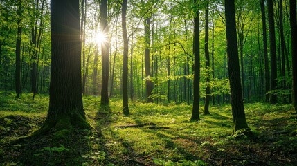 Obraz premium Sunlight Filtering Through Lush Green Forest in Early Morning