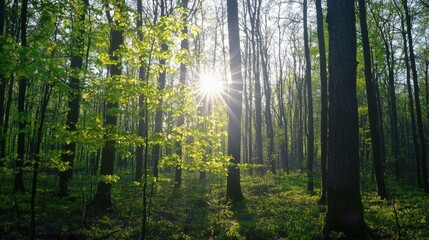 Obraz premium Sunlight Filtering Through Trees in a Lush Green Forest Landscape