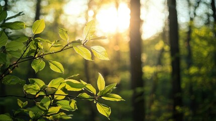 Obraz premium Sunlight Filtering Through Green Leaves in a Tranquil Forest