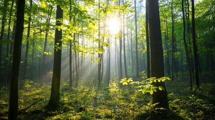 Obraz premium Sunlight Filtering Through Trees in Lush Green Forest Environment
