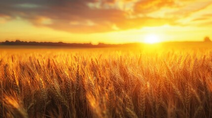Fototapeta premium Golden Wheat Field at Sunrise with Warm Colors and Soft Light