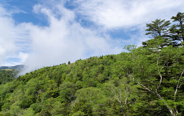 美しい新緑の森