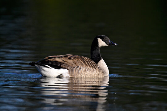 Kanadagans // Canada goose (Branta canadensis) 